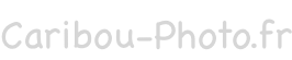 Caribou-Photo.fr : Photographies par Laurent Besson