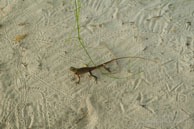 Vilamendhoo / Maldives - Vilamendhoo - Septembre 2008