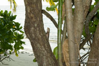 Vilamendhoo / Maldives - Vilamendhoo - Septembre 2008