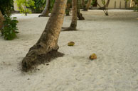 Vilamendhoo / Maldives - Vilamendhoo - Septembre 2008