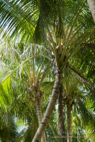 Vilamendhoo / Maldives - Vilamendhoo - Septembre 2008