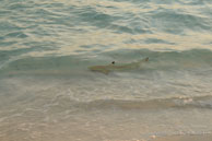 Vilamendhoo / Maldives - Vilamendhoo - Septembre 2008