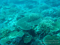 Récif / Sipadan/Mabul - Juin 2009 - Sipadan Water Village