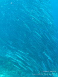 Barracuda Point / Sipadan/Mabul - Juin 2009 - Sipadan Water Village