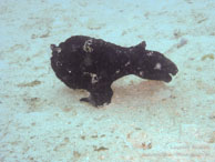 Poisson Grenouille / Sipadan/Mabul - Juin 2009 - Sipadan Water Village