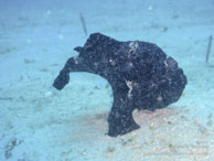 Poisson Grenouille / Sipadan/Mabul - Juin 2009 - Sipadan Water Village