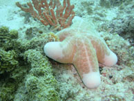 Etoile de Mer / Sipadan/Mabul - Juin 2009 - Sipadan Water Village