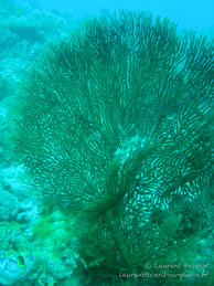 Corail / Sipadan/Mabul - Juin 2009 - Sipadan Water Village