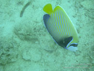 Poisson Ange Empereur / Sipadan/Mabul - Juin 2009 - Sipadan Water Village