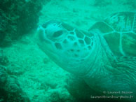Tortue / Sipadan/Mabul - Juin 2009 - Sipadan Water Village