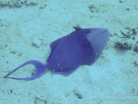 Baliste dents rouges / Sipadan/Mabul - Juin 2009 - Sipadan Water Village