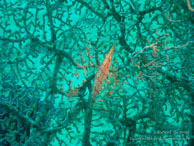 Pipefish  / Sipadan/Mabul - Juin 2009 - Sipadan Water Village