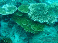 Récif / Sipadan/Mabul - Juin 2009 - Sipadan Water Village