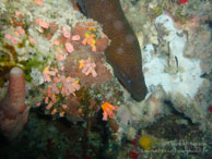 Murène / Sipadan/Mabul - Juin 2009 - Sipadan Water Village