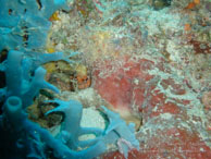 Crevette / Sipadan/Mabul - Juin 2009 - Sipadan Water Village