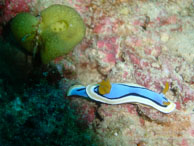 Nudibranche / Sipadan/Mabul - Juin 2009 - Sipadan Water Village