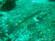 Baracuda / Sipadan/Mabul - Juin 2009 - Sipadan Water Village