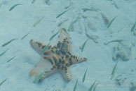 Etoile de Mer / Sipadan Water Village - Mabul Island - Bornéo - Juin 2009