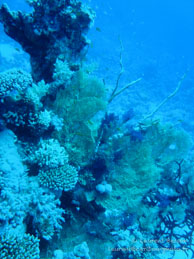Safaga Egypte - Dune Plongée - Septembre 2009