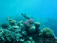 Safaga Egypte - Dune Plongée - Septembre 2009