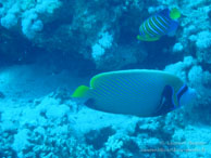 Poisson Ange Empereur / Safaga Egypte - Dune Plongée - Septembre 2009