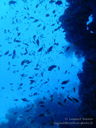 Récif / Safaga Egypte - Dune Plongée - Septembre 2009