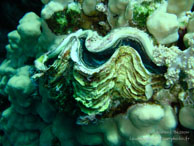 Bénitier / Safaga Egypte - Dune Plongée - Septembre 2009