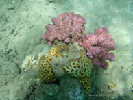Corail / Safaga Egypte - Dune Plongée - Septembre 2009