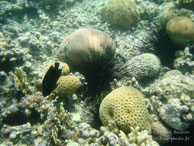 Oursins / Safaga Egypte - Dune Plongée - Septembre 2009