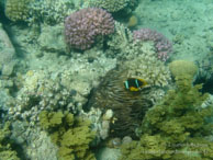 Poisson Clown / Safaga Egypte - Dune Plongée - Septembre 2009