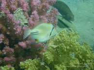 Baliste Picasso / Safaga Egypte - Dune Plongée - Septembre 2009