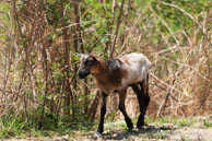 Trinidad / Trinidad - Cuba - Mars 2010