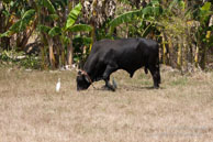 Trinidad / Trinidad - Cuba - Mars 2010