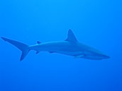 Bahamas - Octobre 2010 (Photographies Sous-Marine)