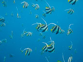 Maldives - Juin 2011 (Photographies Sous-Marines)