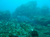 Bali - Mai 2012 - (Photographies Sous-Marines)