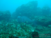 Siddhartha Dive Resort - Bali - Mai 2012