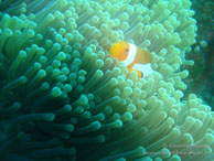 Siddhartha Dive Resort - Bali - Mai 2012