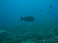 Siddhartha Dive Resort - Bali - Mai 2012