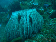 Siddhartha Dive Resort - Bali - Mai 2012