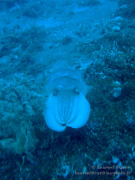 Siddhartha Dive Resort - Bali - Mai 2012