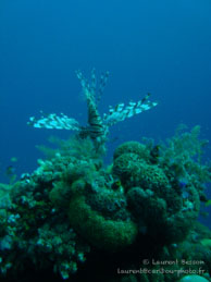 Siddhartha Dive Resort - Bali - Mai 2012