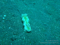 Siddhartha Dive Resort - Bali - Mai 2012