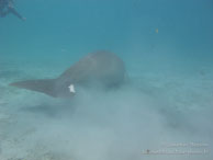 Dugong